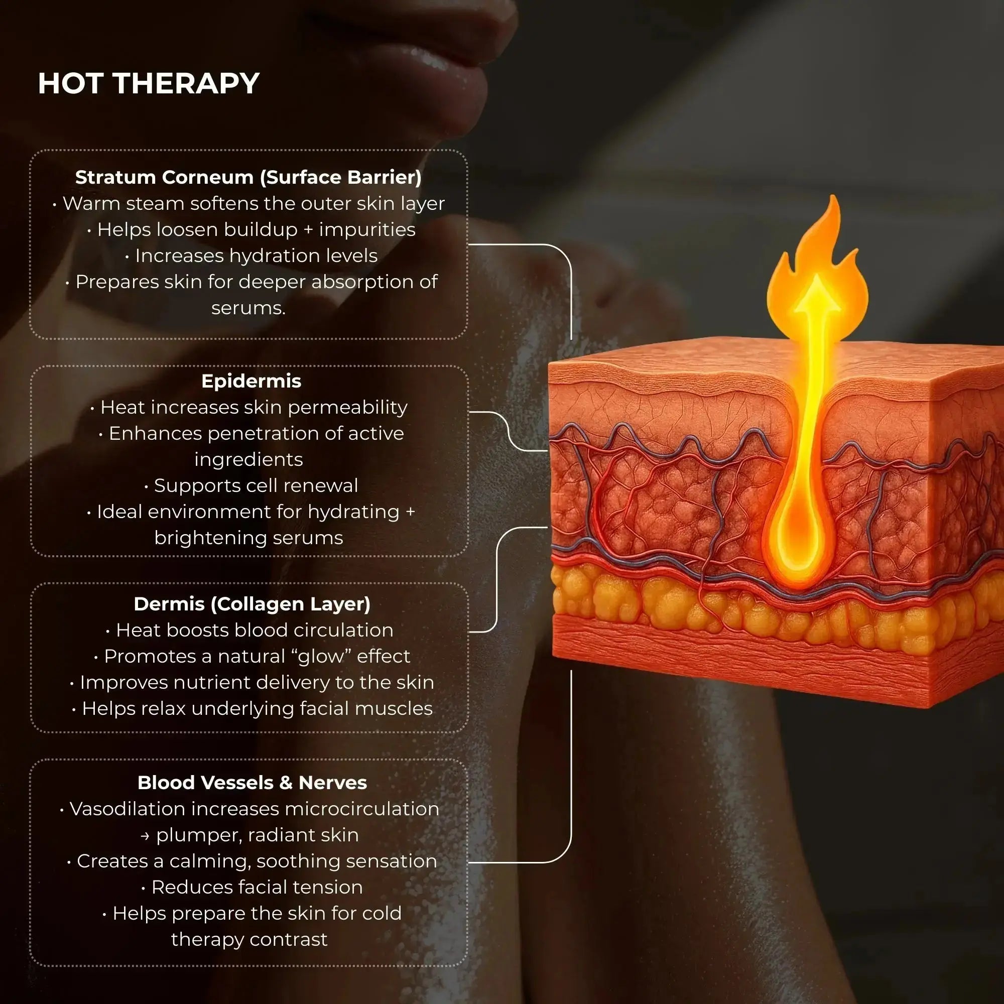 3D skin cross-section illustrating the effects of hot steam therapy on the skin, showing heat penetrating the stratum corneum, epidermis, and dermis to soften buildup, increase hydration, boost circulation, enhance serum absorption, and relax facial muscles.